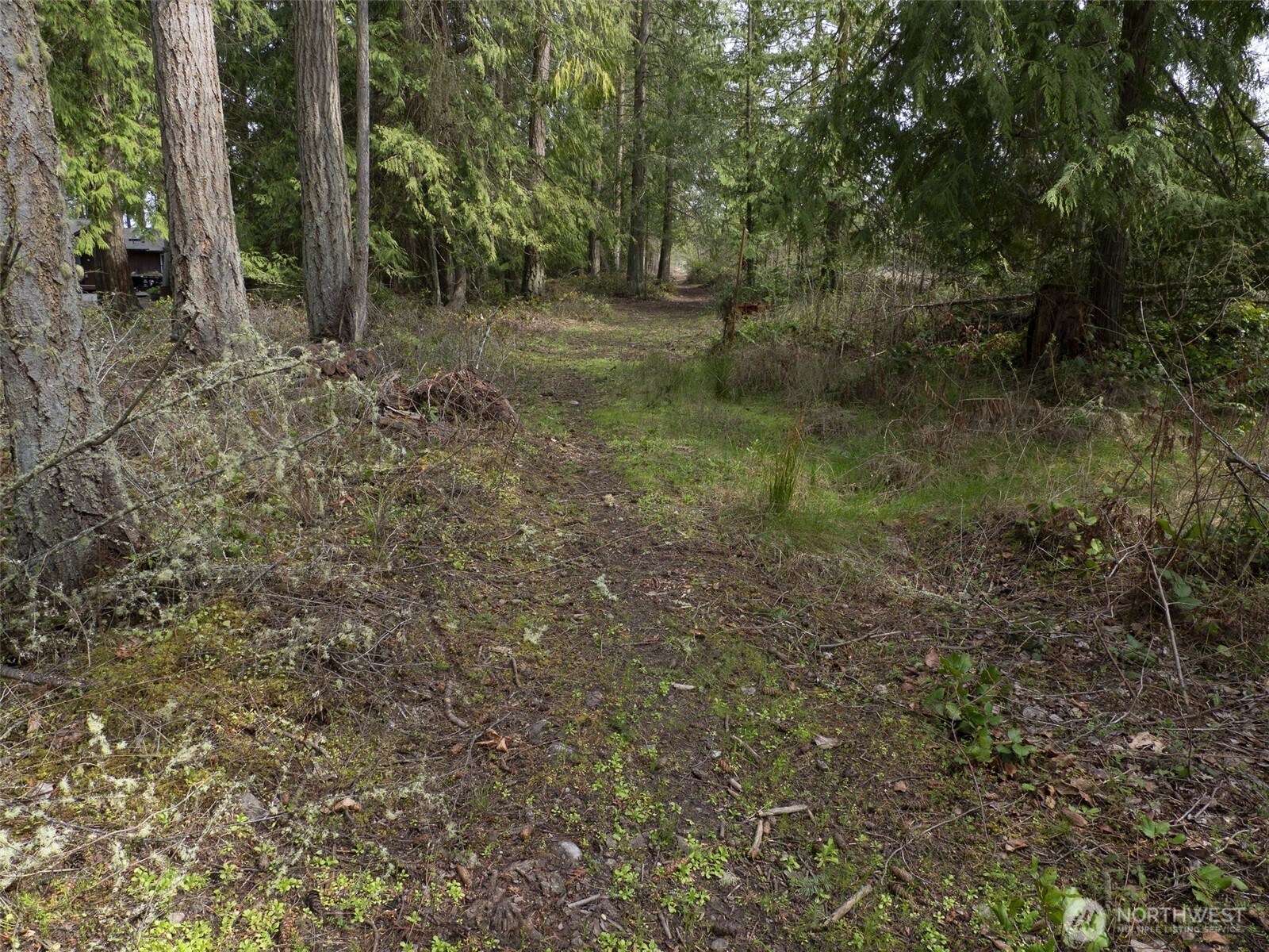 2116 South 7th Avenue Sequim, WA 98382 - Photo 3 of 11 a view of a forest with trees in the background