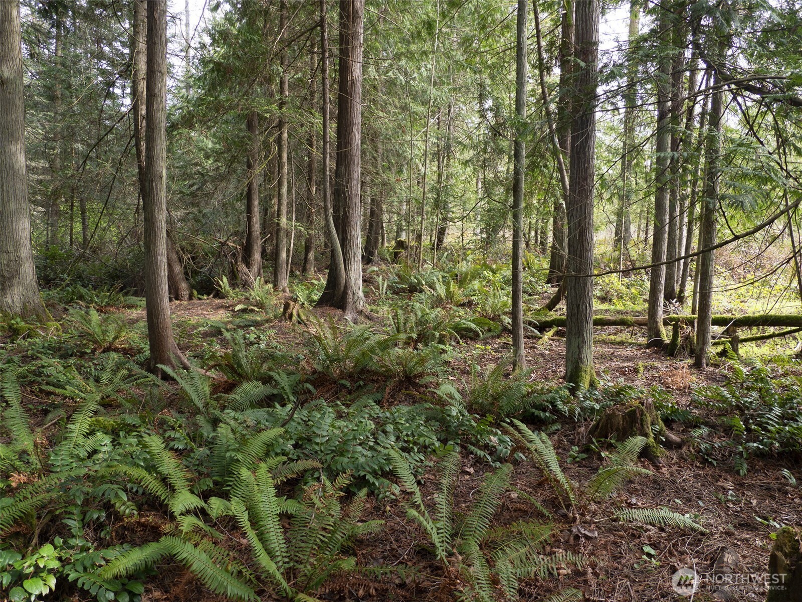 2116 South 7th Avenue Sequim, WA 98382 - Photo 5 of 11 a view of outdoor space and trees