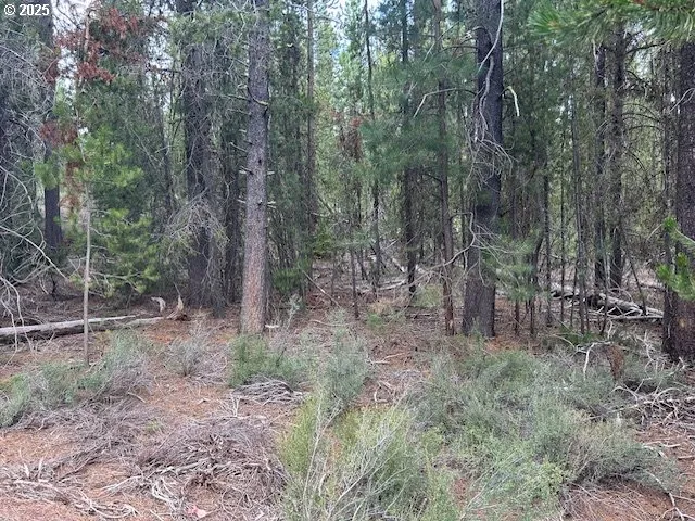 a view of a forest filled with trees