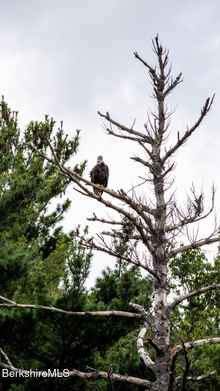 210 Shore Road Richmond, MA 01201 - Photo 22 of 22 a picture of tree