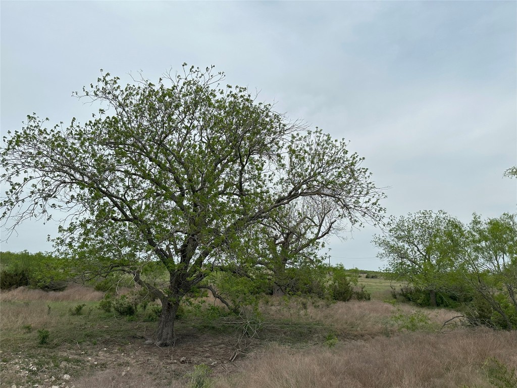 330 Bertram Tx 78605 Bertram, TX 78605 - Photo 5 of 8 a view of a forest with trees in the background
