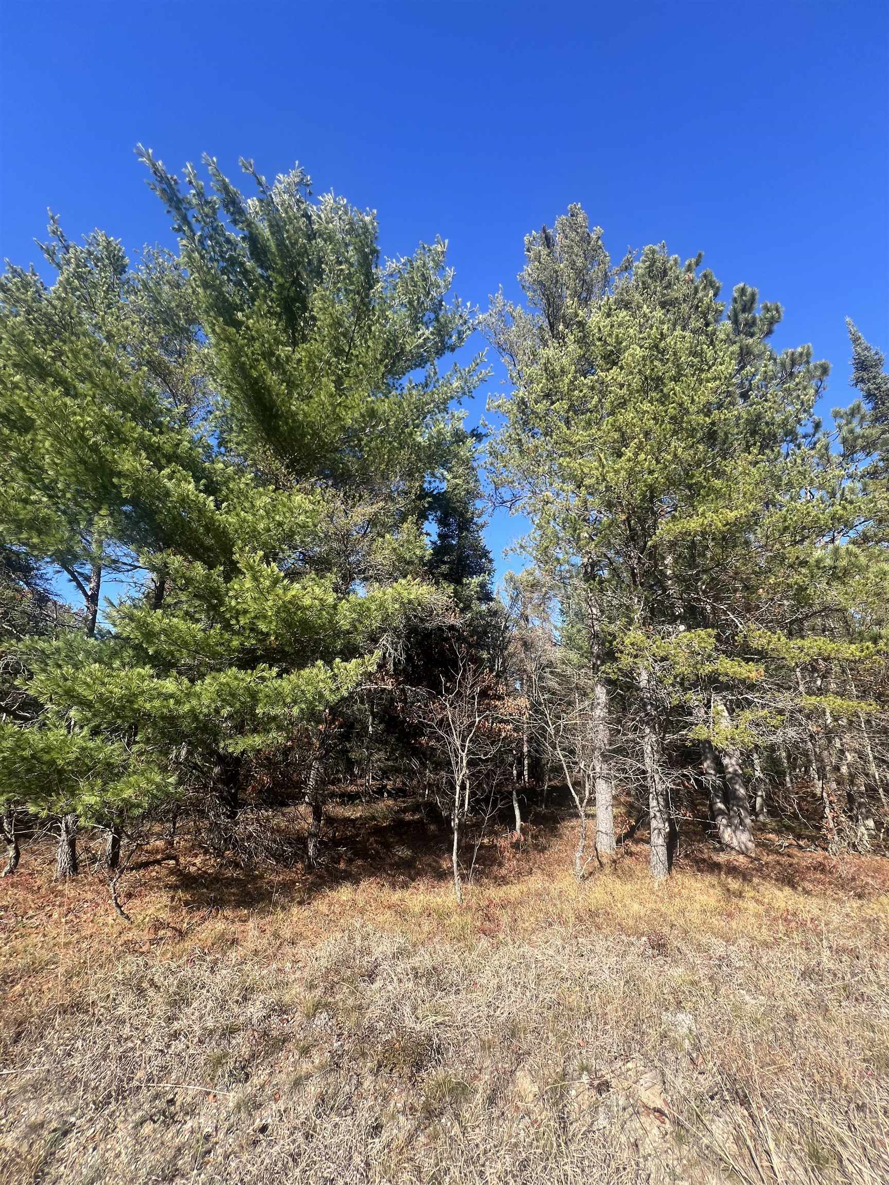0 East North Down River Road Grayling, MI 49738 - Photo 2 of 5 1948431-212D6640-C9B5-40CC-97ED-14621273E5DA.JPG