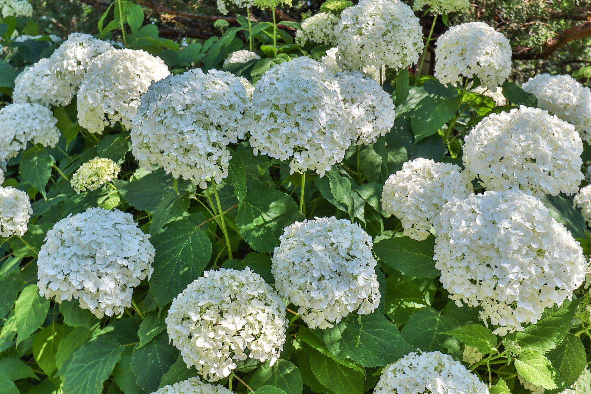 730 Slough Road Brewster, MA 02631 - Photo 82 of 87 98-web-or-mls-730-slough-rd