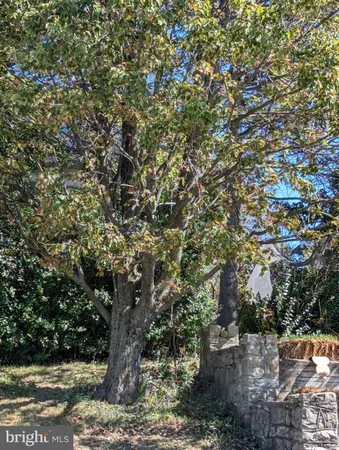 a view of a tree
