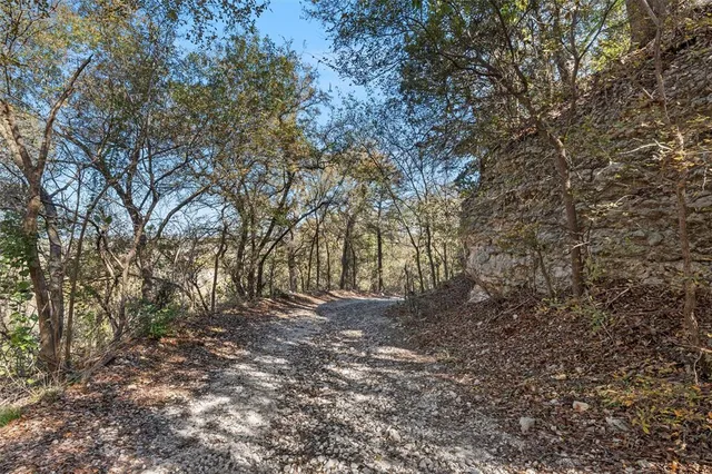 a view of a forest with trees in the background