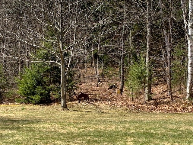 3589 Liberty Hill Road Pittsfield, VT 05767 - Photo 6 of 29 Gallery Image 6
