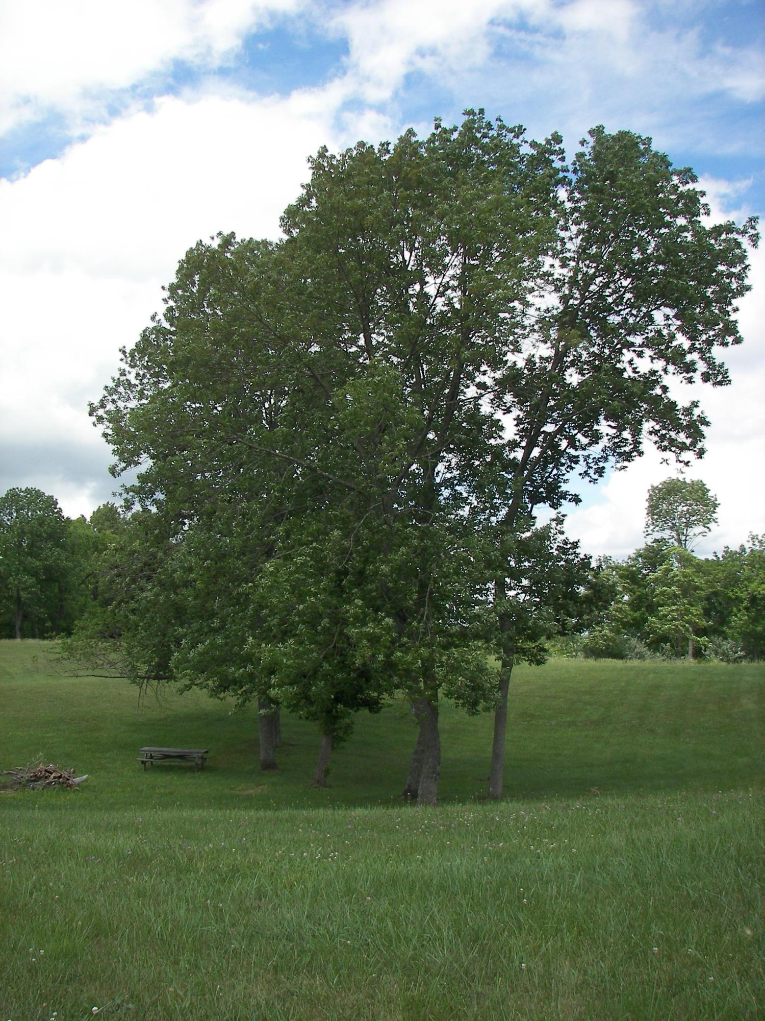 453 Lane Road West Union, OH 45693 - Photo 25 of 71