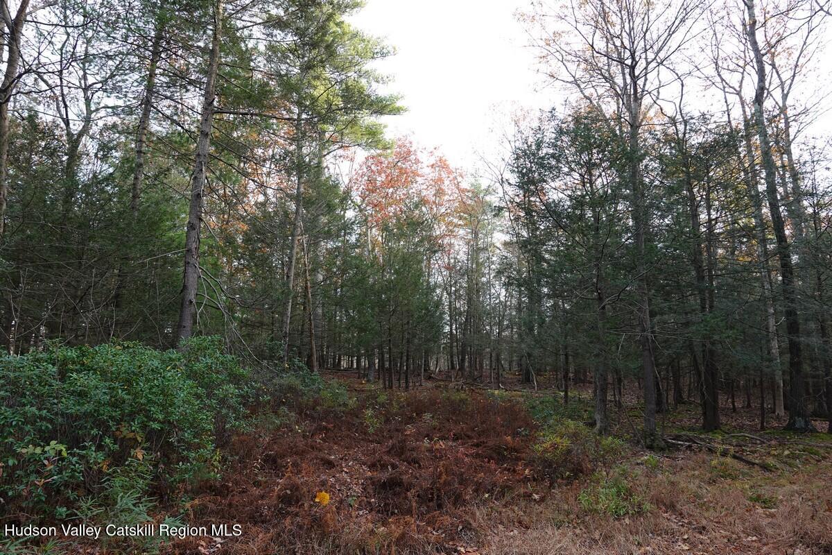 a view of a forest with trees in the background