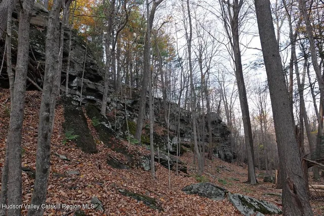 a view of a forest with trees