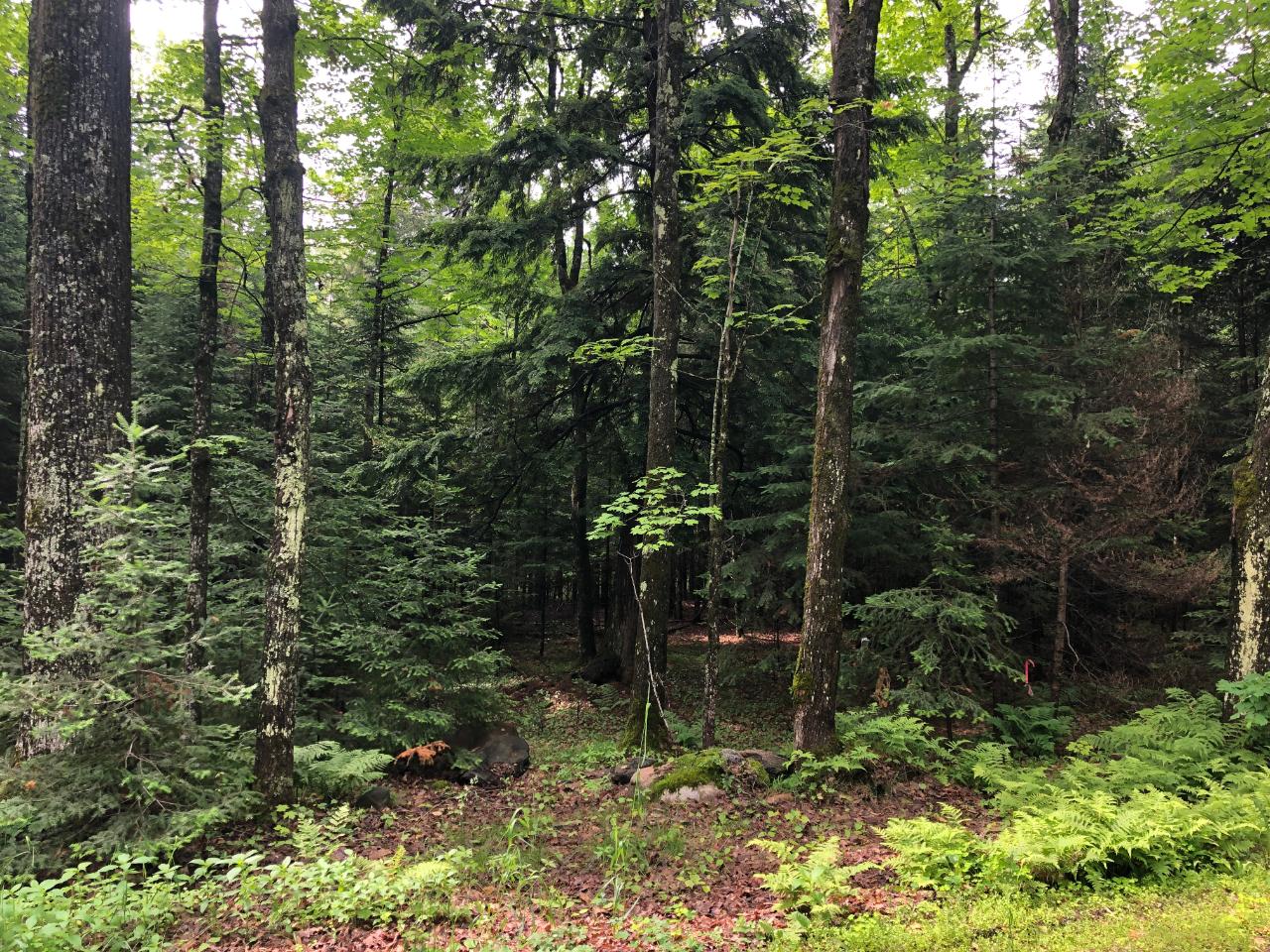 Lot #1 Columbus Lake Road, Unit ON Eagle River, WI 54521 - Photo 3 of 27 Gallery Image 3