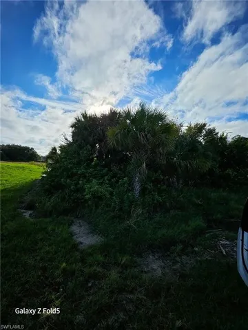 a view of a bunch of trees in a field