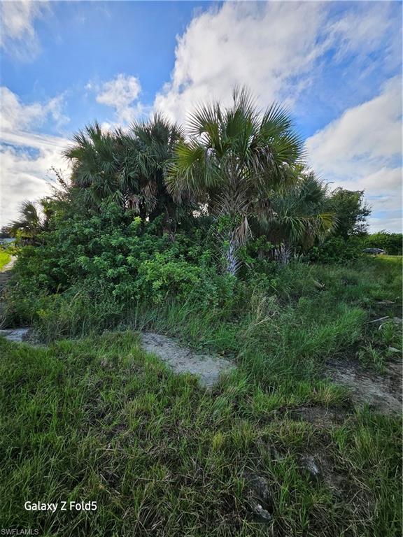 2504 Park Road Lehigh Acres, FL 33971 - Photo 5 of 8 a view of a lush green forest with lots of trees