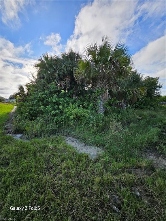 2504 Park Road Lehigh Acres, FL 33971 - Photo 6 of 8 a view of a lush green forest