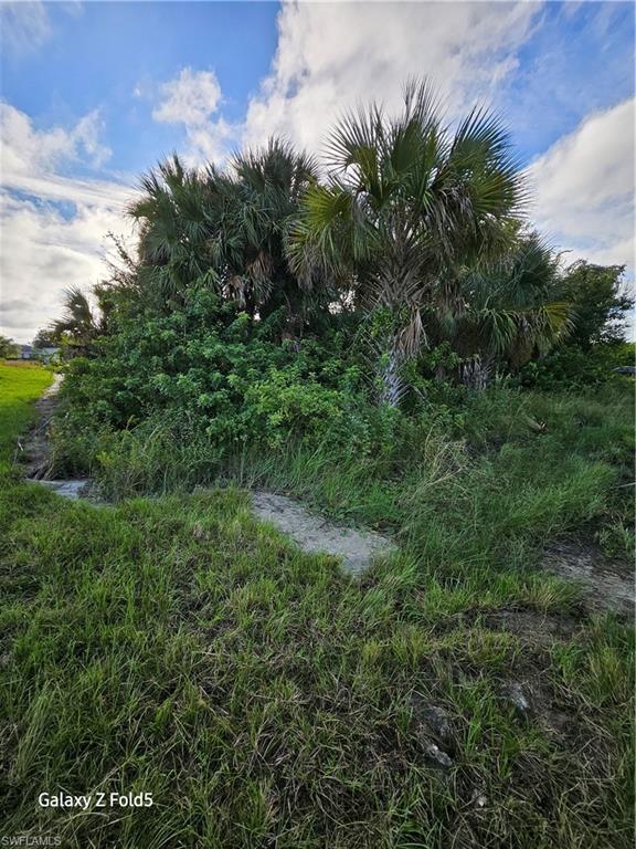 2504 Park Road Lehigh Acres, FL 33971 - Photo 7 of 8 a view of a lush green forest with large trees