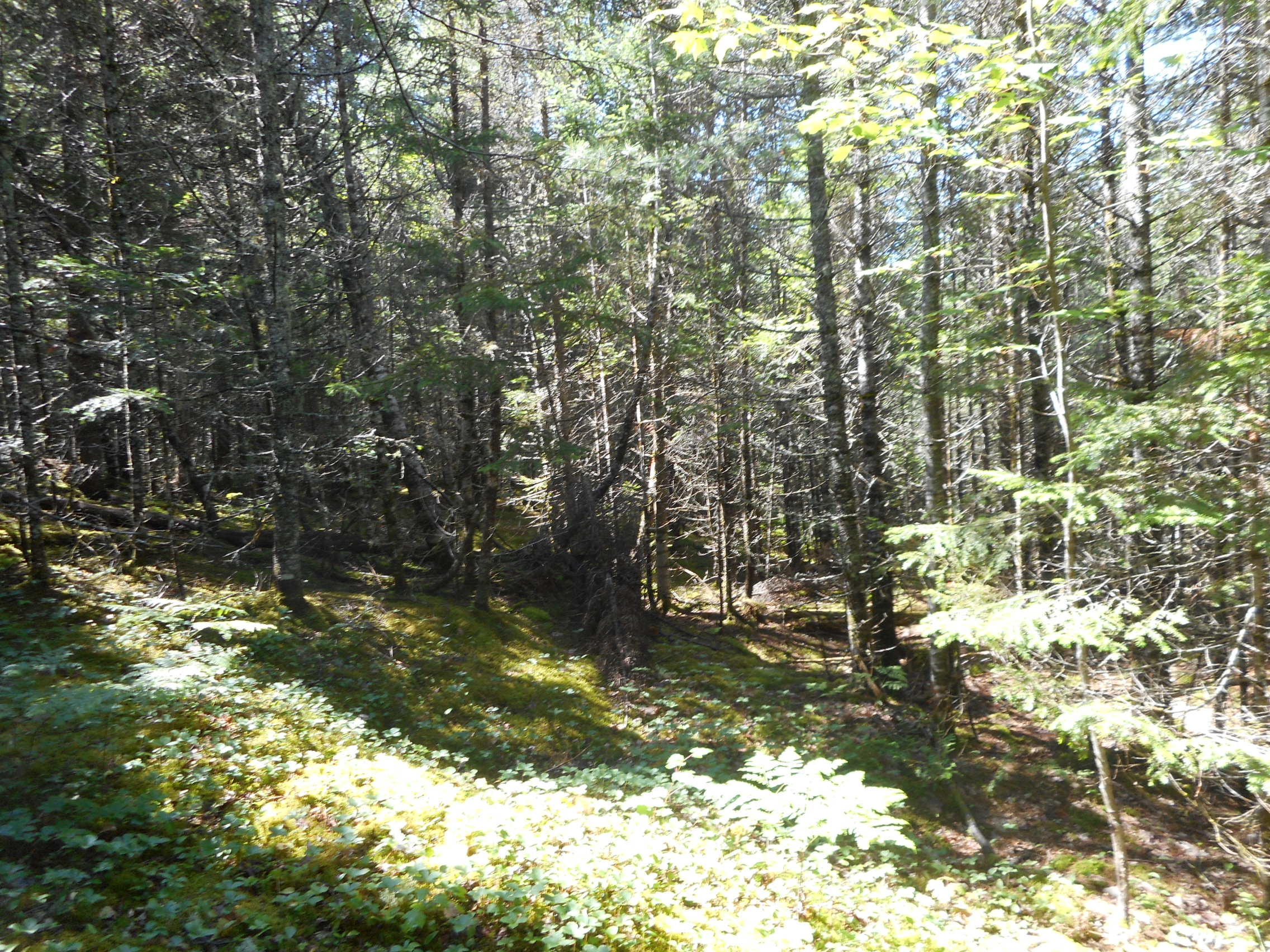 T7 R3 Nbpp Me 04487 Way Springfield, ME 04487 - Photo 4 of 6 DSCN2571
