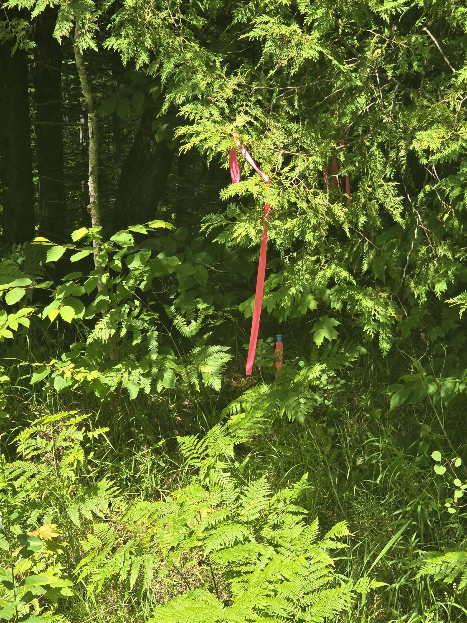 0 Oliver Hill Road Garland, ME 04939 - Photo 5 of 12 20240627_141945