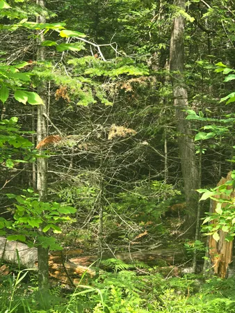 $55,000 | 0 Oliver Hill Road, Garland, ME 04939