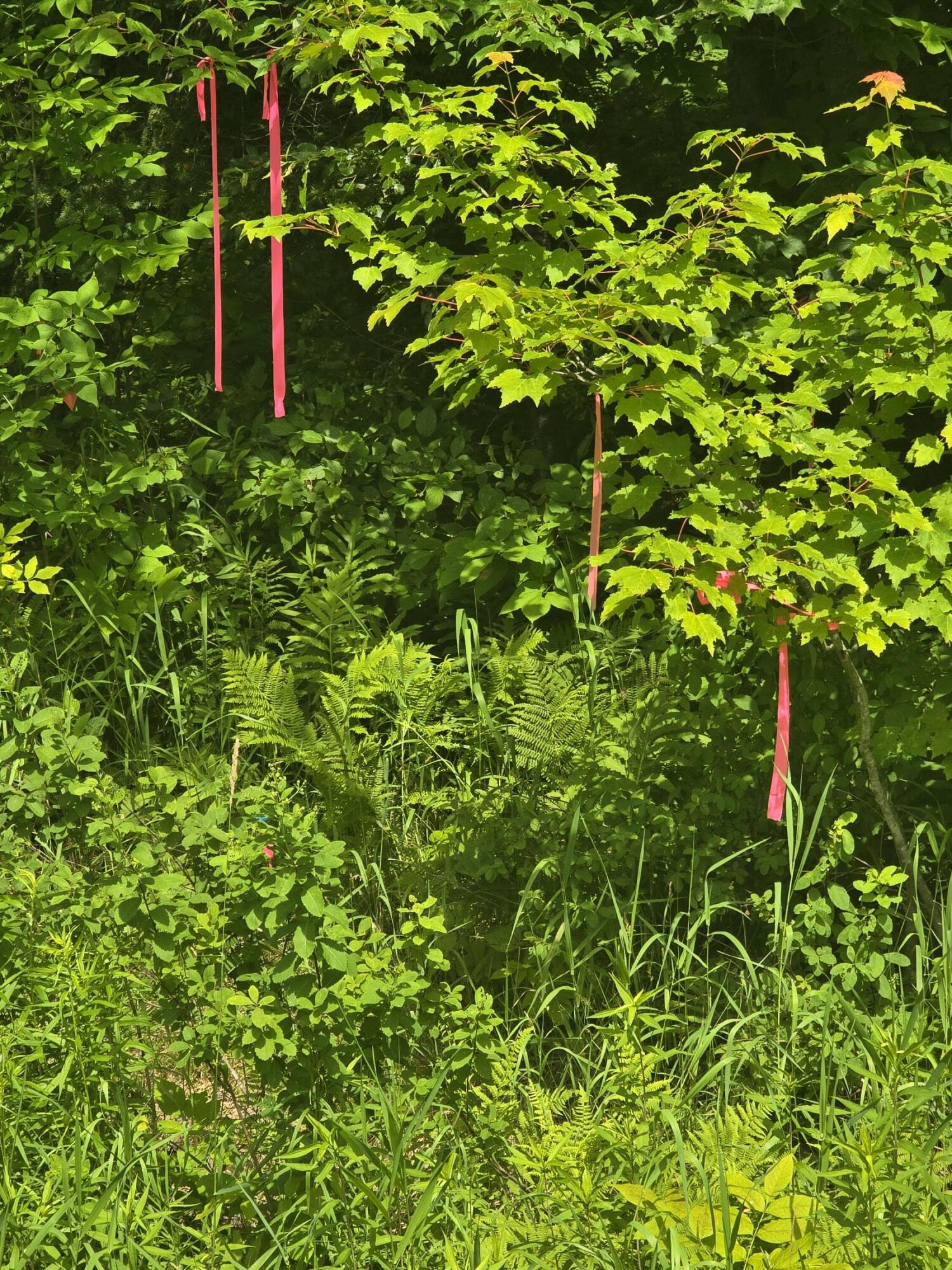 0 Oliver Hill Road Garland, ME 04939 - Photo 8 of 12 20240627_142038