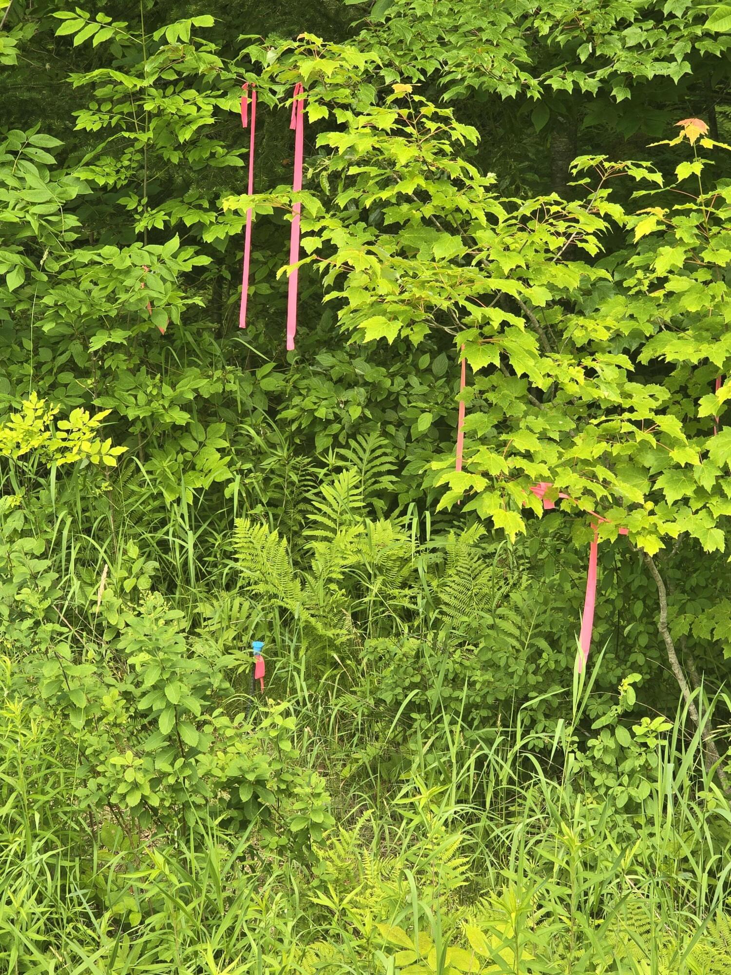 0 Oliver Hill Road Garland, ME 04939 - Photo 9 of 12 20240627_142045