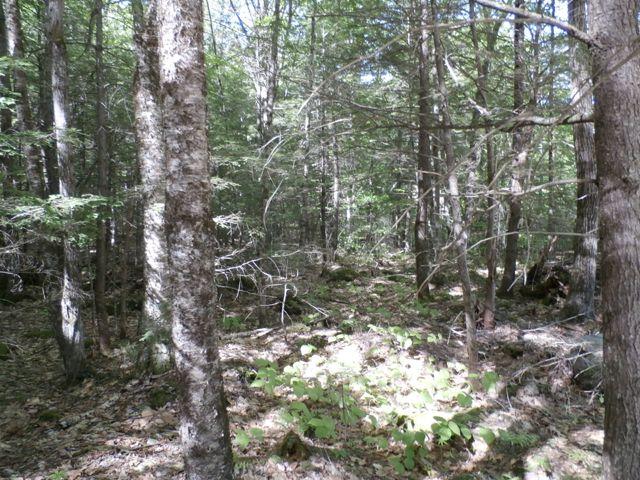 29 Canton Mountain Road Canton, ME 04221 - Photo 25 of 35 P6030260