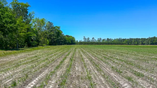 $725,000 | 1296 Risher Mountain Road, Walterboro, SC 29488