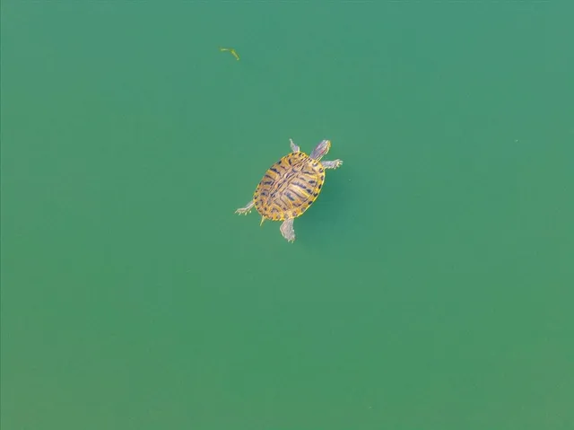 $1,895,000 | 31630 Forward Road, Manton, CA 96059