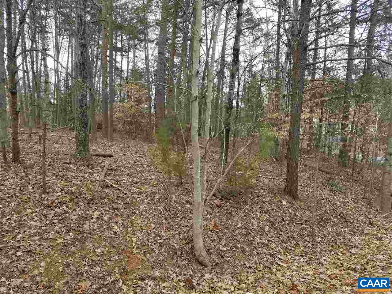 a view of a forest with trees in the background