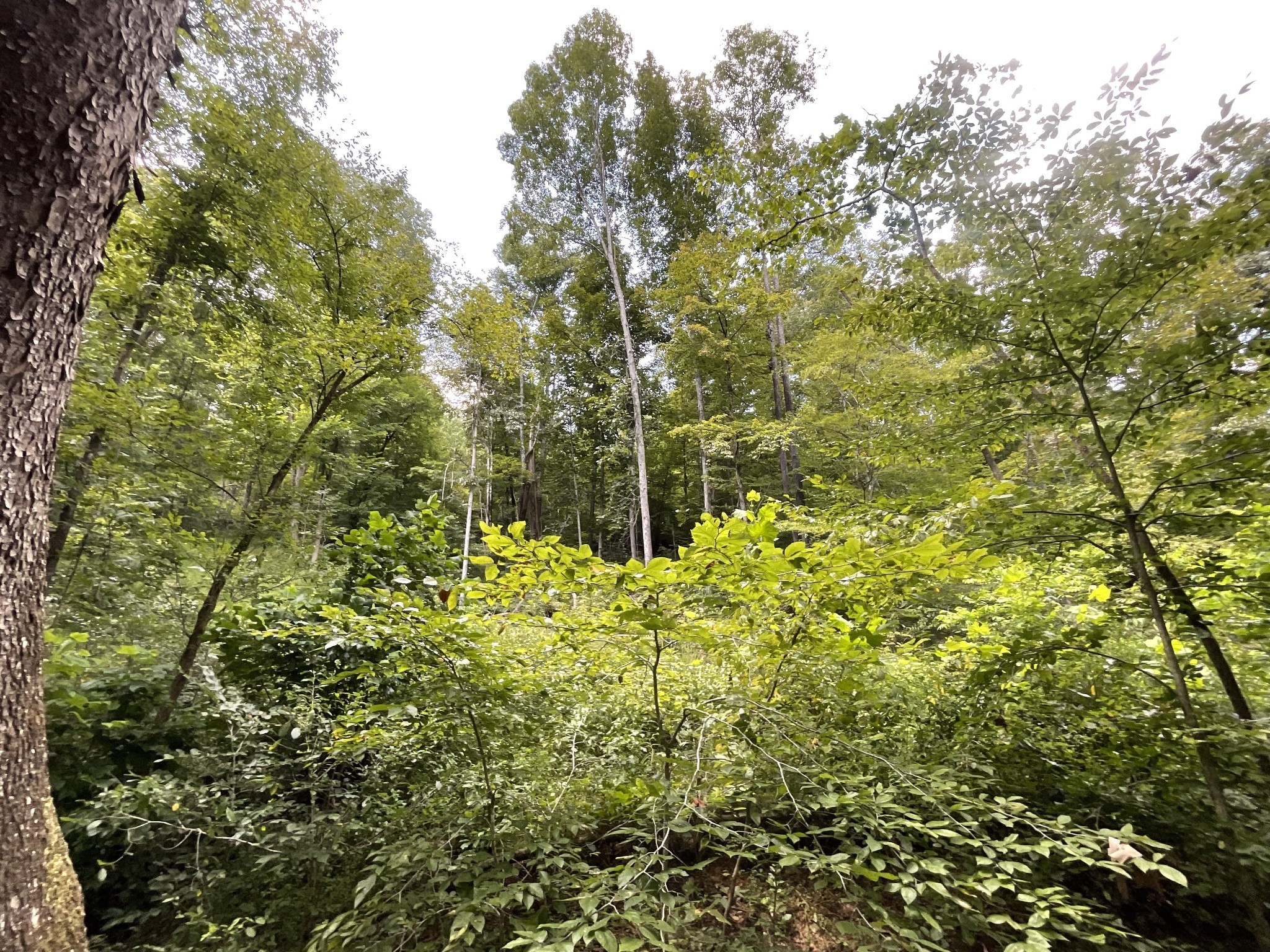 5 Lyle Hollow Road Palmyra, TN 37142 - Photo 19 of 57 Gallery Image 19