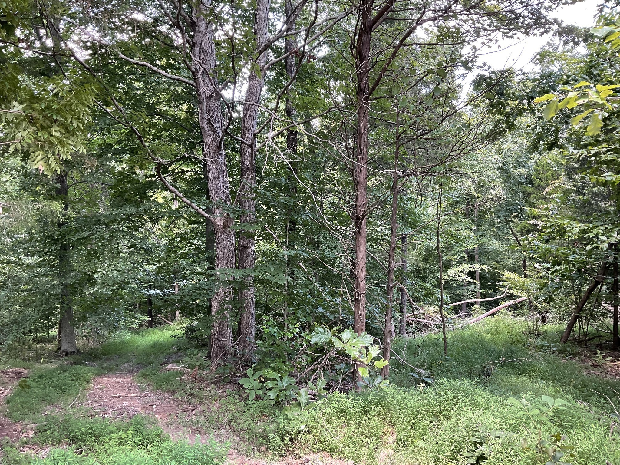 5 Lyle Hollow Road Palmyra, TN 37142 - Photo 34 of 57 Gallery Image 34