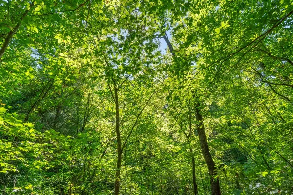 $136,000 | 5 Lyle Hollow Road, Palmyra, TN 37142