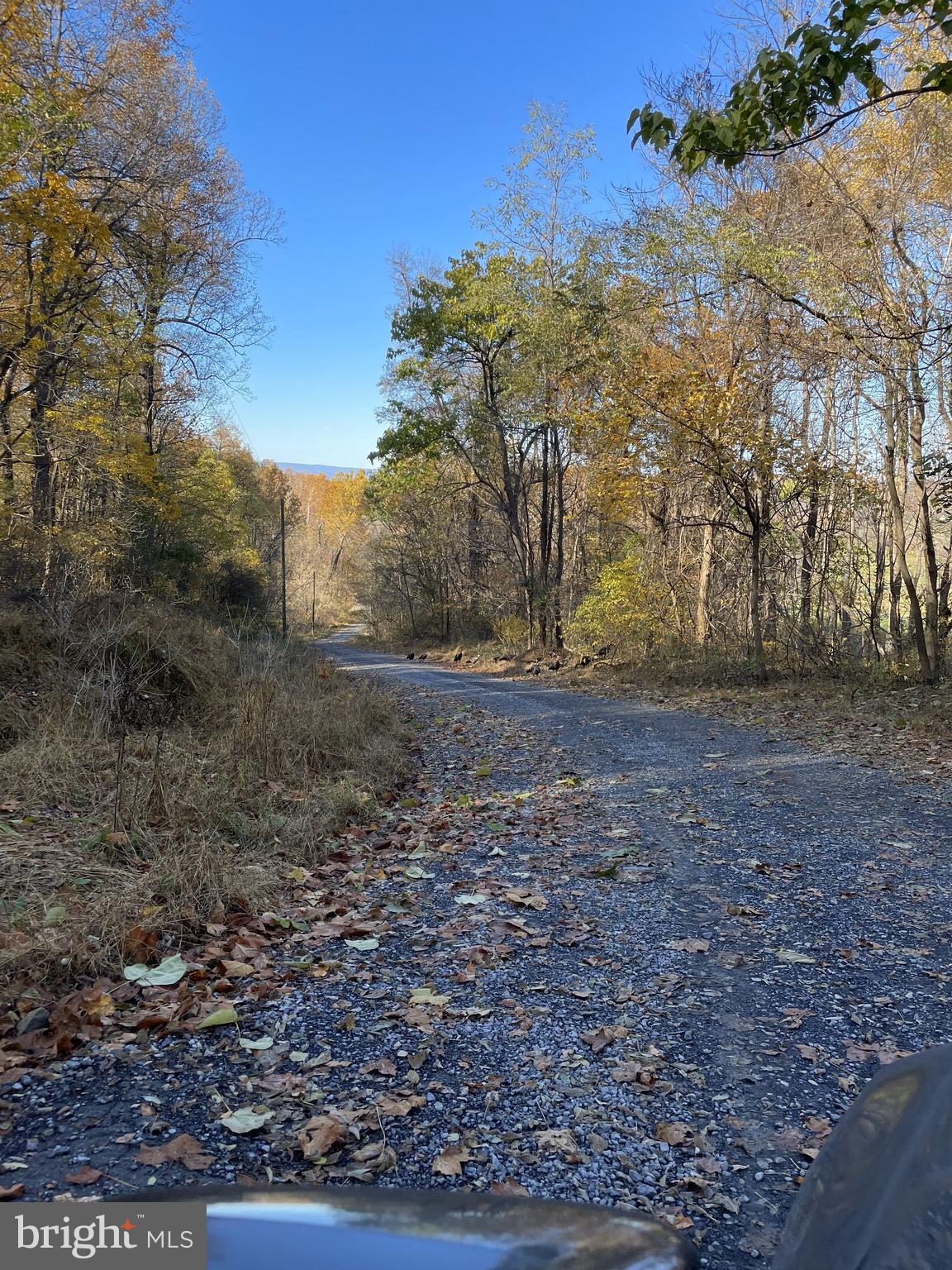 a view of dirt yard with large trees