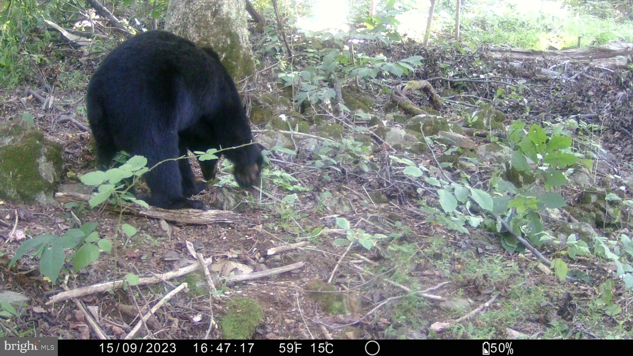 Farm Road Front Royal, VA 22630 - Photo 11 of 12 a view of a backyard