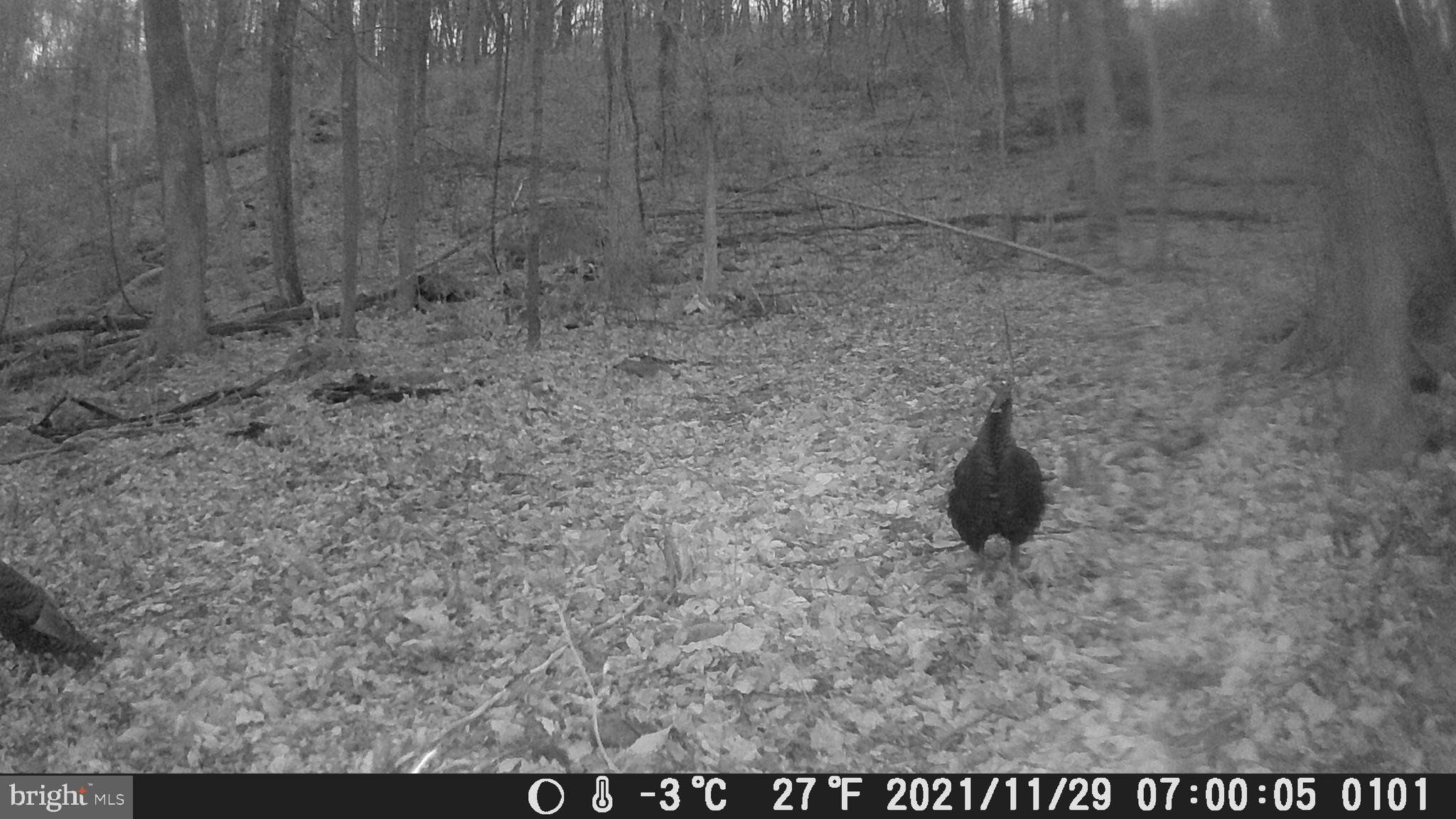 Farm Road Front Royal, VA 22630 - Photo 12 of 12 a close view of shower tap