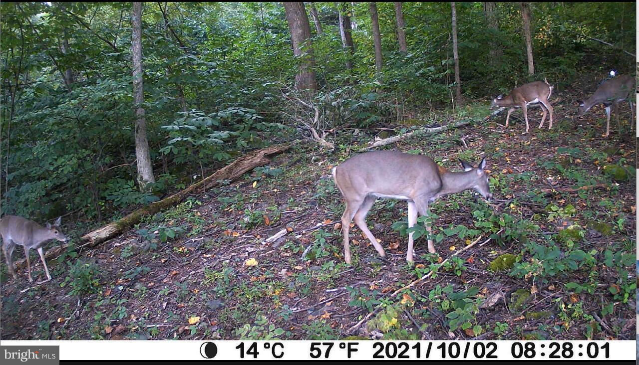 Farm Road Front Royal, VA 22630 - Photo 8 of 12 a view of a outdoor space