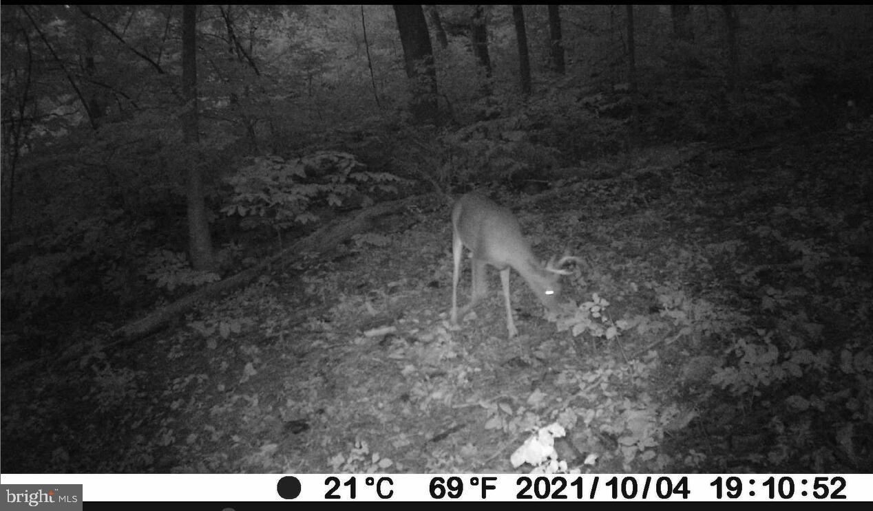 Farm Road Front Royal, VA 22630 - Photo 9 of 12 a view of a dry yard