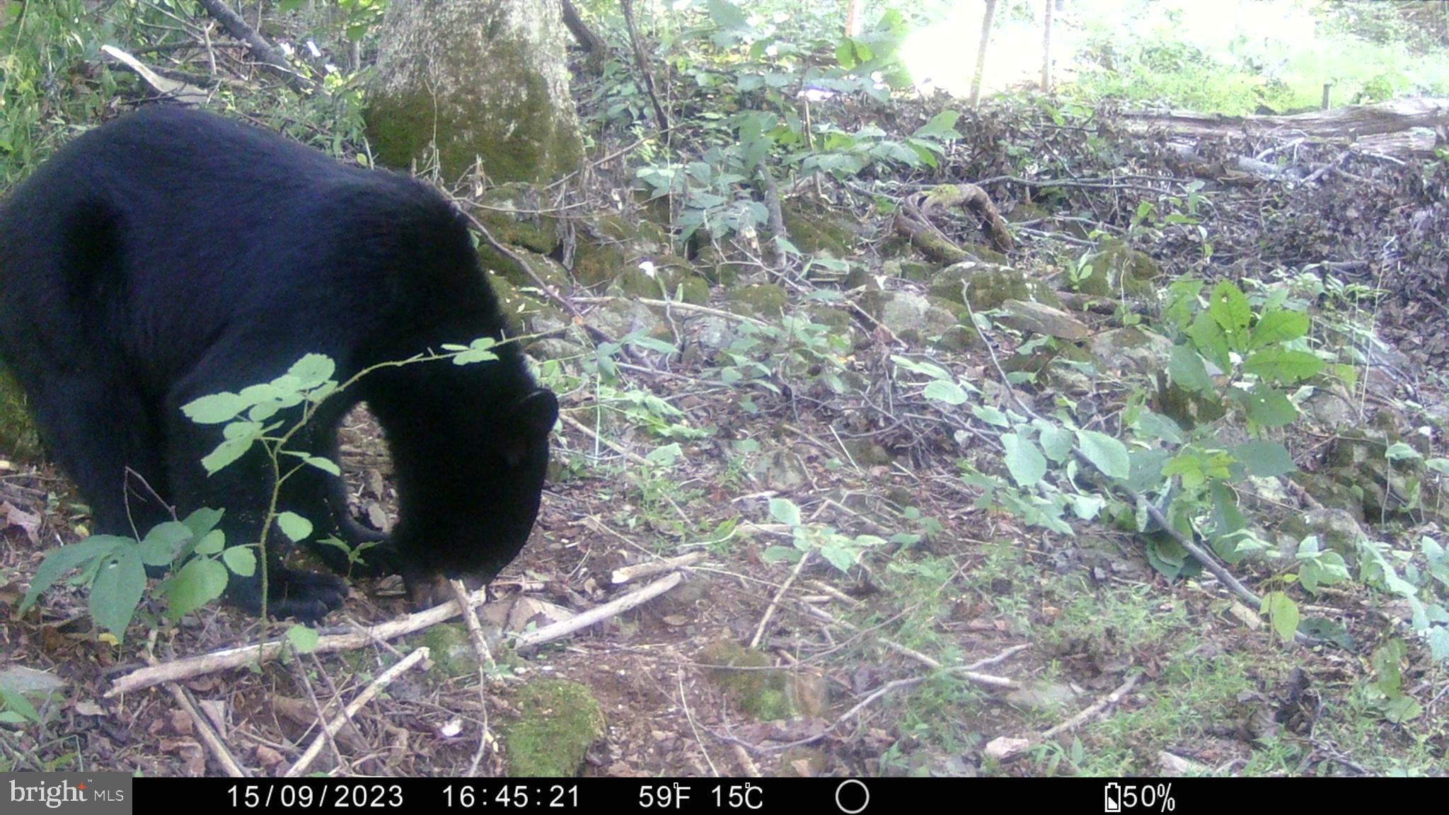 Farm Road Front Royal, VA 22630 - Photo 10 of 12 a view of a yard