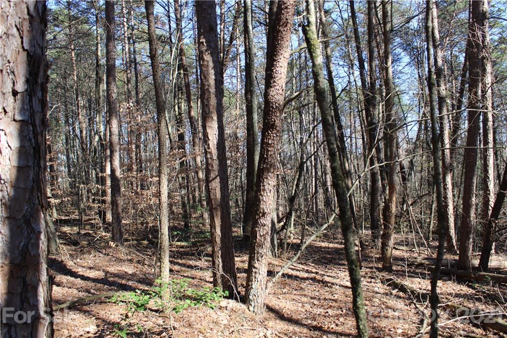 40 Huckleberry Ridge Road Hiddenite, NC 28636 - Photo 14 of 48 a view of a forest filled with trees