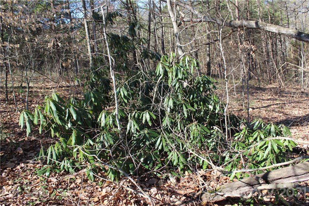 40 Huckleberry Ridge Road Hiddenite, NC 28636 - Photo 20 of 48 a view of a plant with a tree