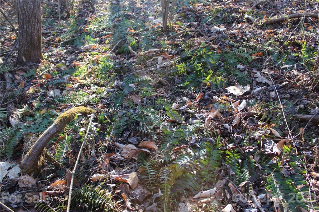 40 Huckleberry Ridge Road Hiddenite, NC 28636 - Photo 26 of 48 a view of a tree