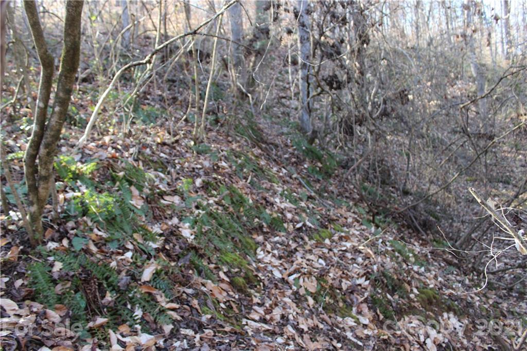 40 Huckleberry Ridge Road Hiddenite, NC 28636 - Photo 28 of 48 a view of a forest with a tree