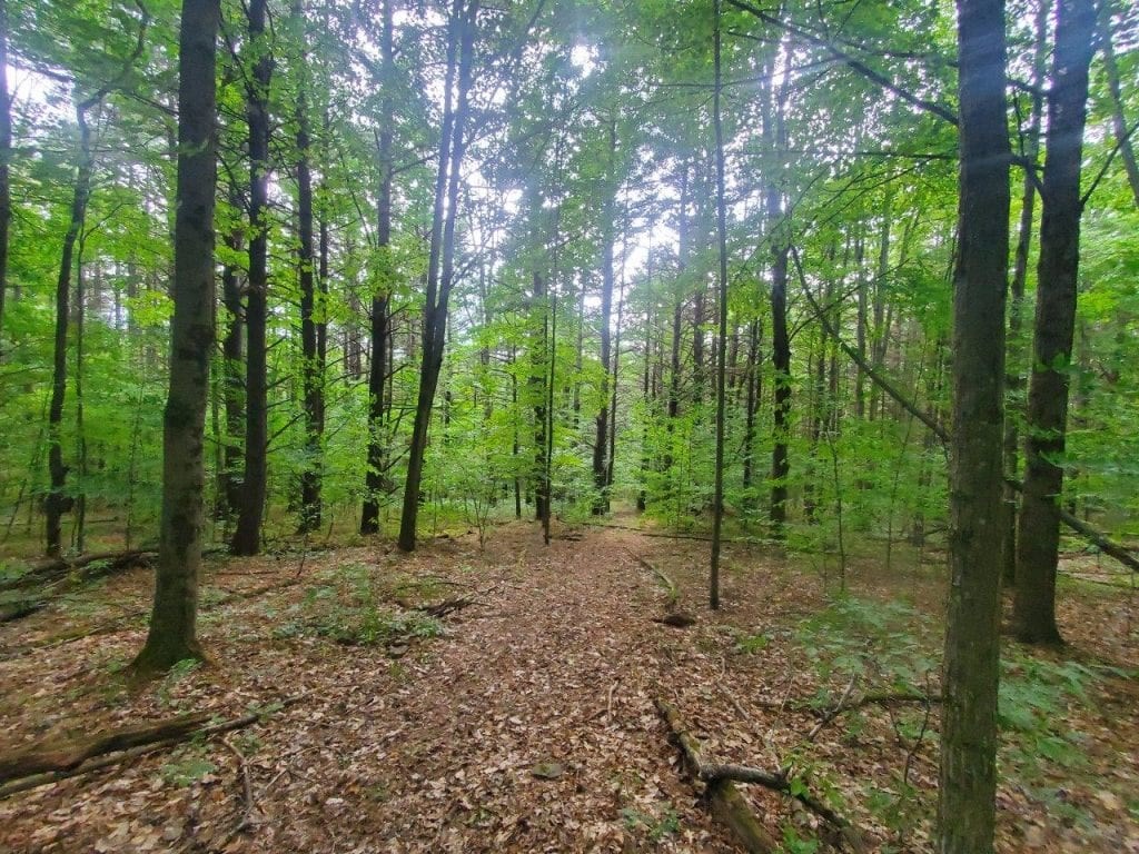 0 Freeman Hollow Road Bath, NY 14810 - Photo 12 of 20 Gallery Image 12