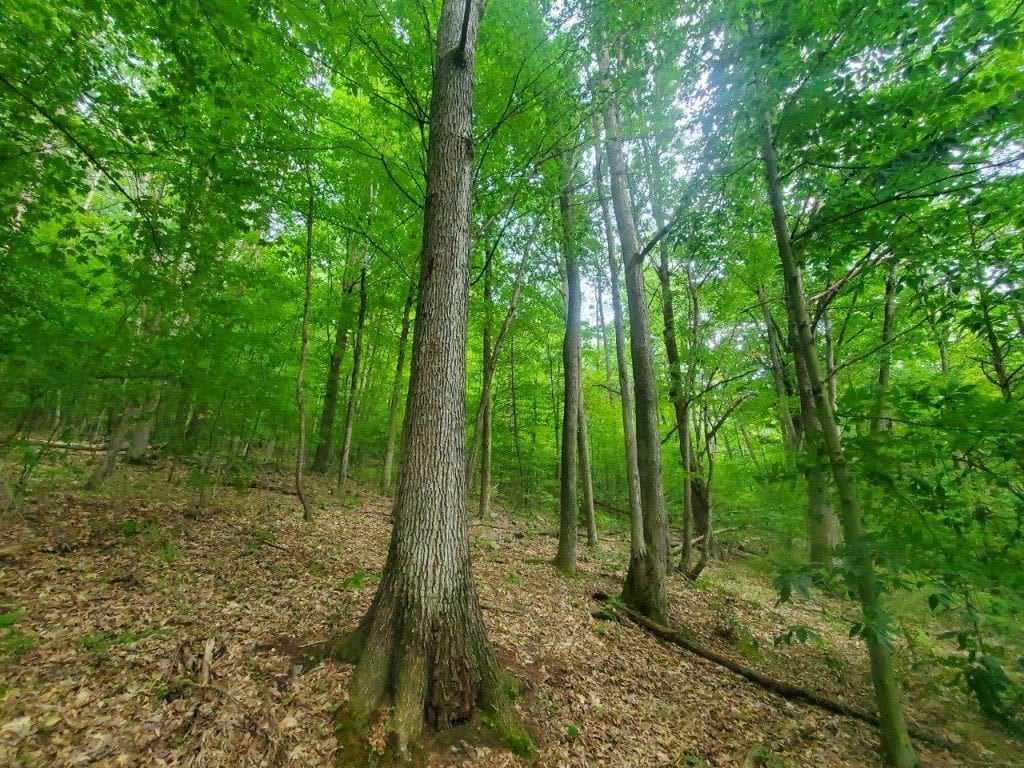 0 Freeman Hollow Road Bath, NY 14810 - Photo 13 of 20 Gallery Image 13