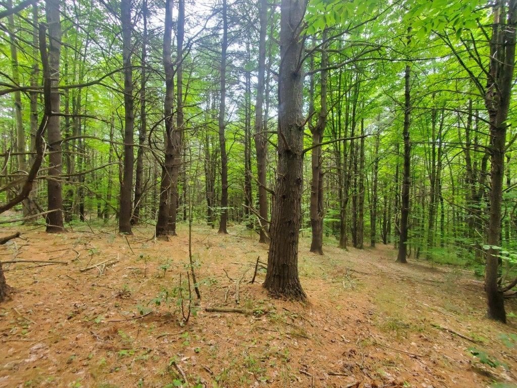 0 Freeman Hollow Road Bath, NY 14810 - Photo 14 of 20 Gallery Image 14