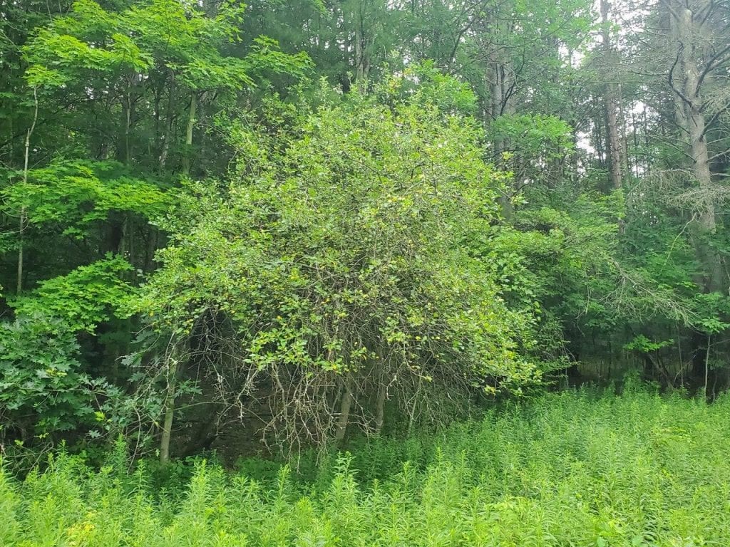 0 Freeman Hollow Road Bath, NY 14810 - Photo 16 of 20 Gallery Image 16