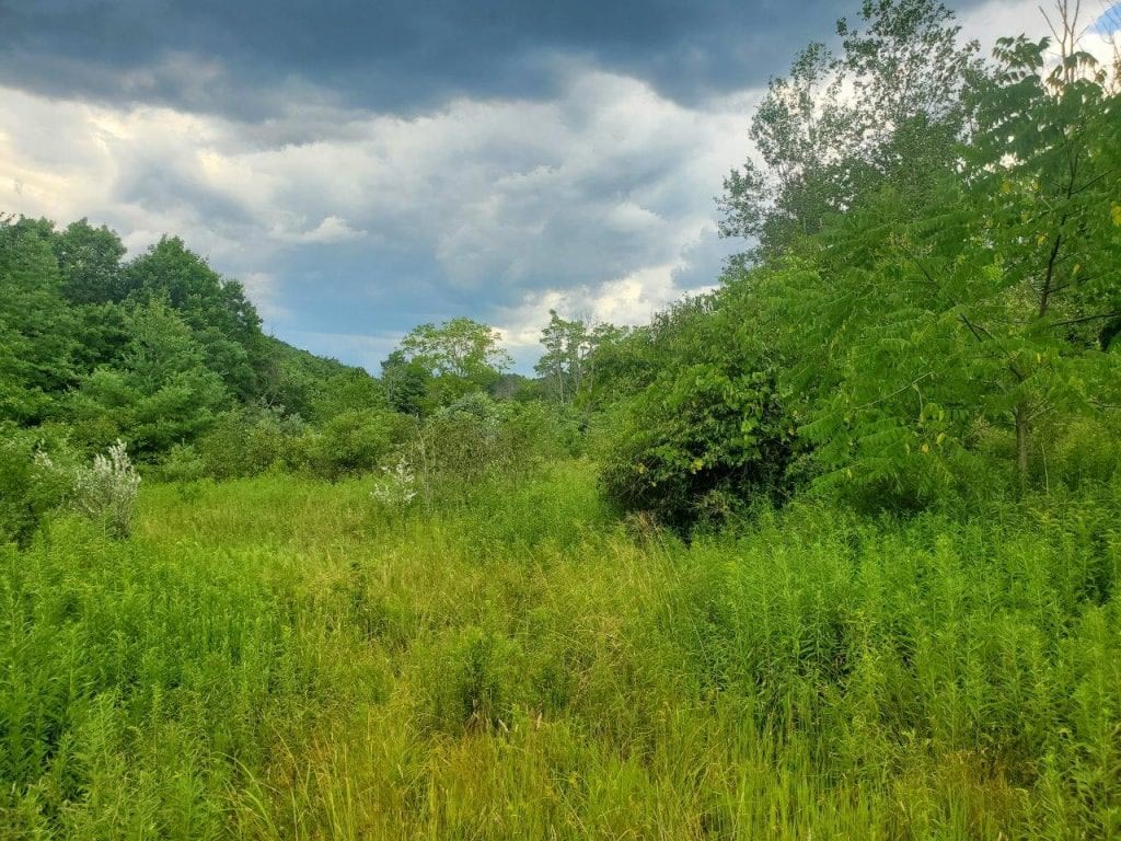 0 Freeman Hollow Road Bath, NY 14810 - Photo 17 of 20 Gallery Image 17