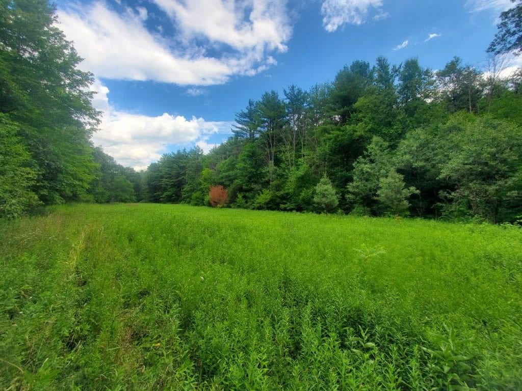 0 Freeman Hollow Road Bath, NY 14810 - Photo 4 of 20 Gallery Image 4