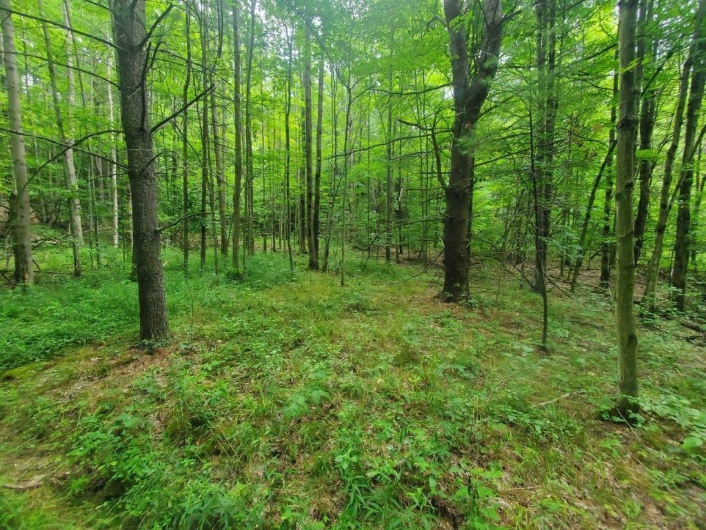 0 Freeman Hollow Road Bath, NY 14810 - Photo 9 of 20 Gallery Image 9