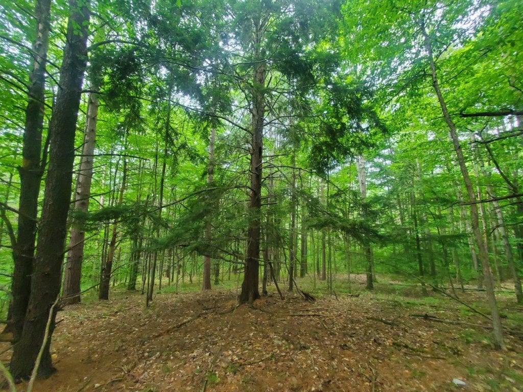 0 Freeman Hollow Road Bath, NY 14810 - Photo 10 of 20 Gallery Image 10