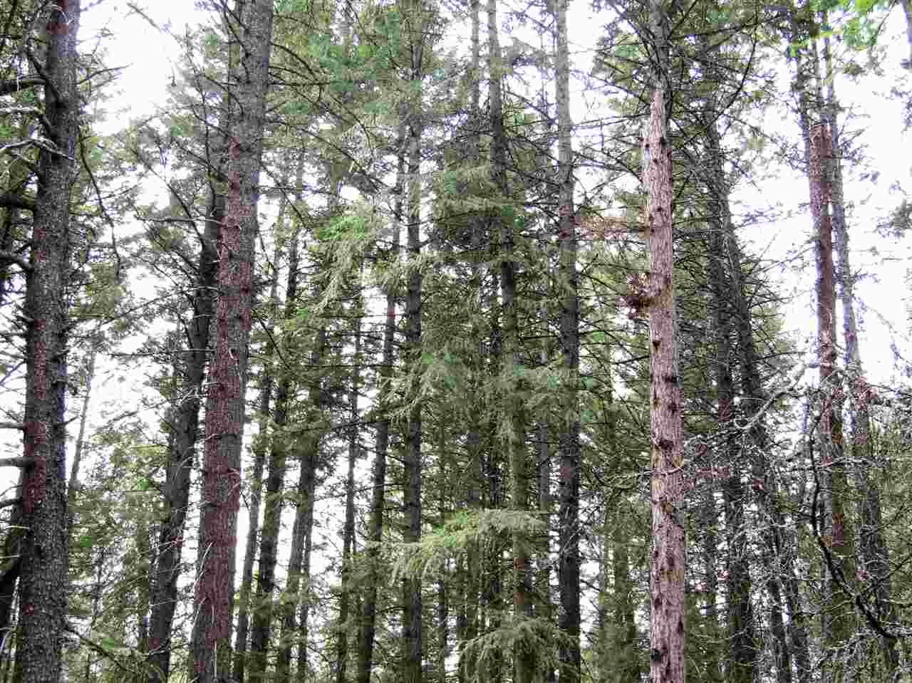 0 Henry Road Elk, WA 99009 - Photo 9 of 13