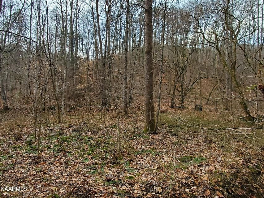 0 Dripping Springs Road Seymour, TN 37865 - Photo 10 of 32 Gallery Image 10